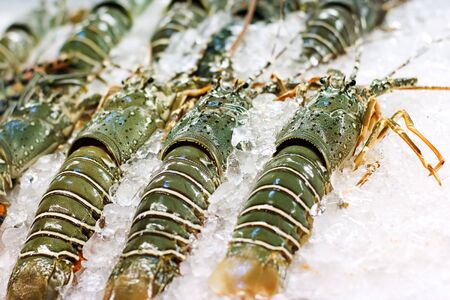 Fresh lobsters on ice. Street food in Asia spiny lobsters close-up.の写真素材