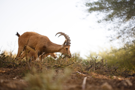 Goat walking at the sunset meadow among trees. Farmland concept.の写真素材
