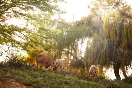 Goats at the sunset meadow among trees. Farmland concept.の写真素材