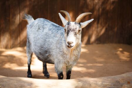 Grey goat close-up at the farm or contact zooの写真素材