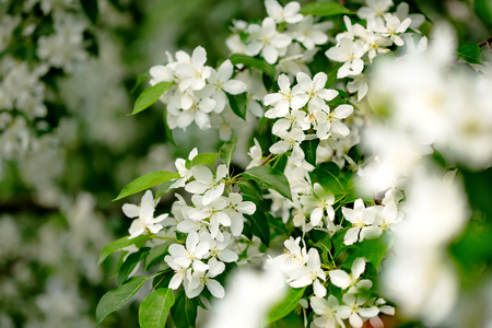 Springtime, young cherry blossoming. Spring flowers in the garden close-up. Selective focus. Easter border.の写真素材