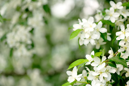 Springtime, young cherry blossoming. Spring flowers in the garden close-up. Selective focus. Easter border.の写真素材