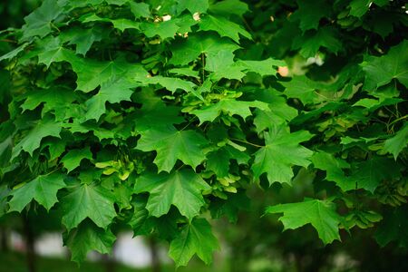 Maple green leaves close up. Natural background.の写真素材