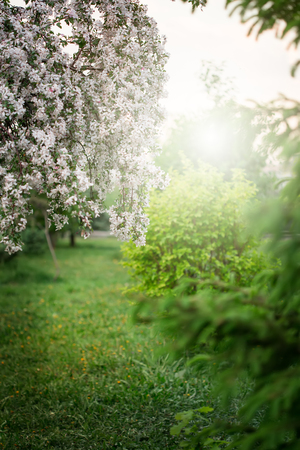 Springtime, young cherry blossoming. Spring flowers in the garden. Selective focus.の写真素材