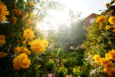 Beautiful garden with yellow peony flowers, sunlightの写真素材