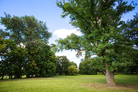 Nature background, park with meadow among green lush foliage and treesの写真素材
