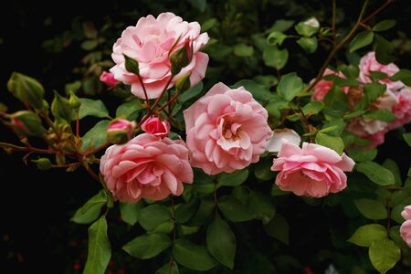 Natural pink roses on bush, flowers backgroundの写真素材