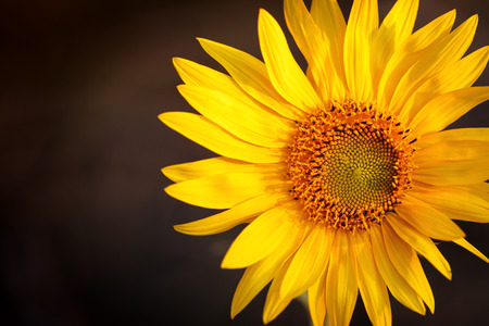Bright sunflower in sunset light, close-up, selective focusの写真素材