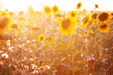 Field of sunflowers in sunset light, close-up, selective focusの写真素材