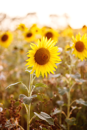 Field of sunflowers in sunset light, close-up, selective focusの写真素材