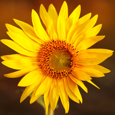 Bright sunflower in sunset light, close-up, selective focusの写真素材