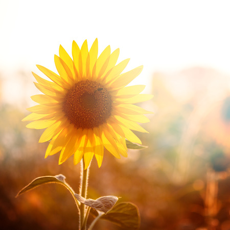 Bright sunflower in sunset light, close-up, selective focusの写真素材