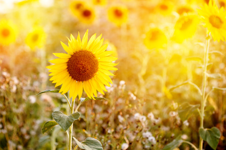 Field of sunflowers in sunset light, close-up, selective focusの写真素材
