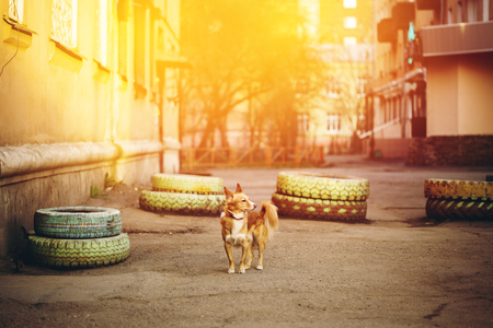 Proud dog on the city street at the summer eveningの写真素材