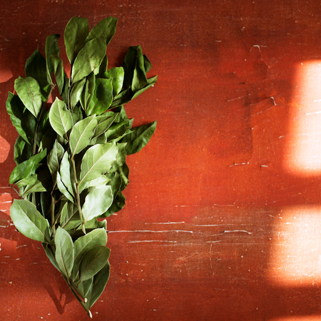 Branches of laurel bay leaves on red rustic backgroundの写真素材