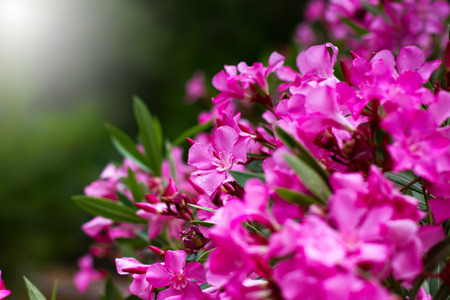 Pink flowers close-up, nature background, selective focusの写真素材