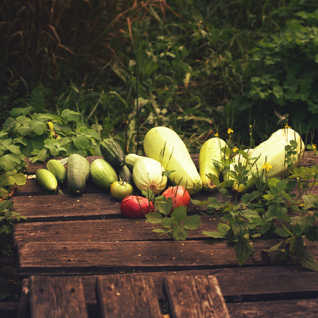 Fresh summer vegetable crop on wooden background outdoors, selective focus, image tonedの写真素材