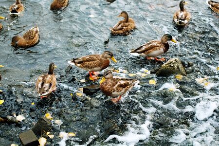 Cute ducks on a city pond or lake, birds on the waterの写真素材