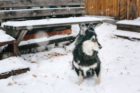 Guard dog in winter snowy weather sitting outdoors in the house yardの写真素材
