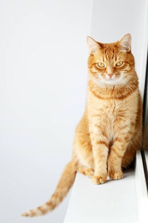 Cute young ginger cat sitting on a windowsill near window, looking at cameraの写真素材