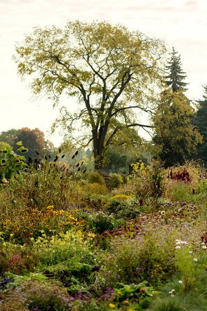 Blooming botanical garden in springtime or summertime の写真素材