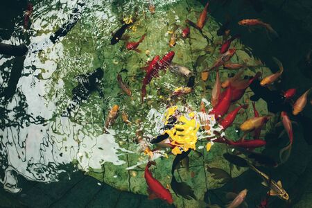 Japanese garden pond or pool with swimming colorful fishes, abstract nature background