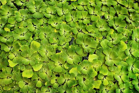 Green natural background with pistia water plant, ecology conceptの写真素材
