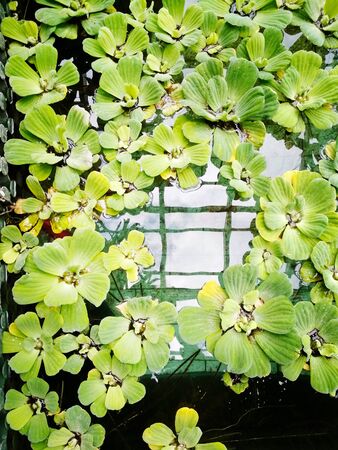 Green natural background with pistia water plant, ecology conceptの写真素材