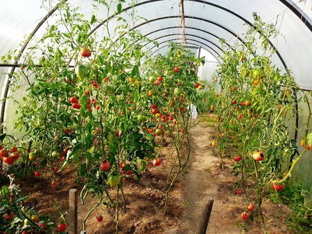 Red tomatoes ripening in greenhouse, farming harvest の写真素材
