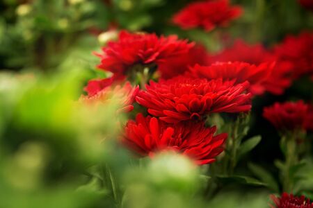Nature background with red chrysanthemum flowers close up growing in a flower bed, selective focus, side view の写真素材