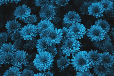 Blue chrysanthemum flowers background, top view, image tonedの写真素材