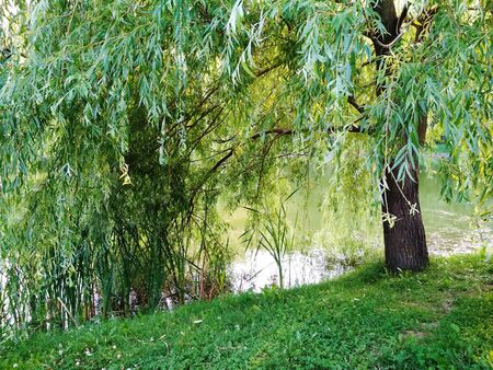 Tranquil scene in green summer park near water with morning lightの写真素材