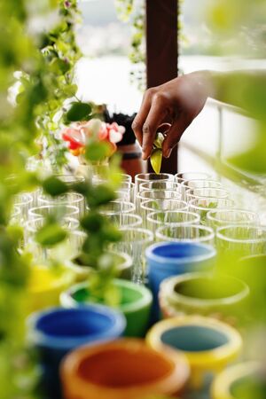 Barman`s hand squeezing lime in glasses with cocktails on beach party