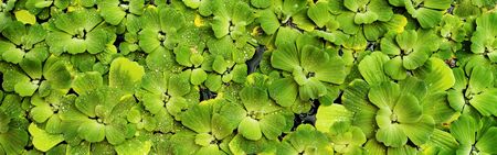 Green natural background with pistia water plant, ecology conceptの写真素材