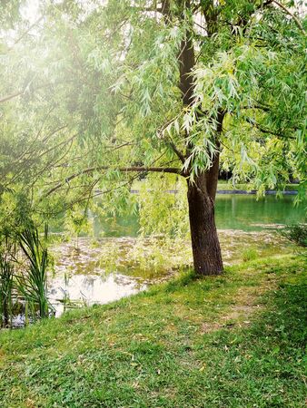 Tranquil scene in green summer park near water with morning lightの写真素材