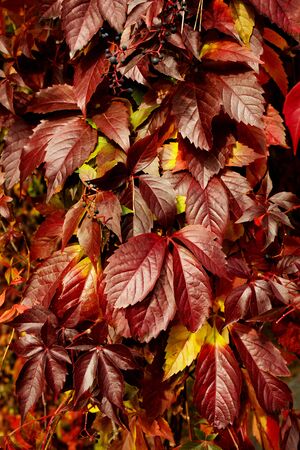 Natural background with red grape leaves in autumn parkの写真素材