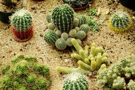 Different species of cactus growing in sand in botanical gardenの写真素材