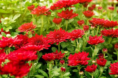 Nature background with bright red chrysanthemum flowers close up growing の写真素材