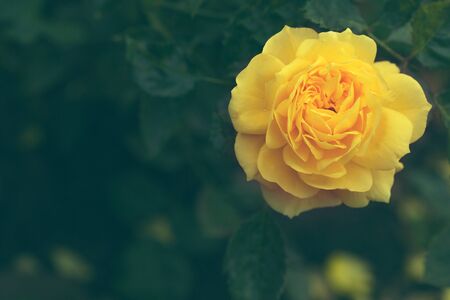 Beautiful open yellow rose close up, toned with vintage effectの写真素材