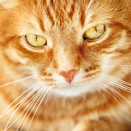 Cute young ginger cat close-up portrait, animal at home, headshot, selective focusの写真素材