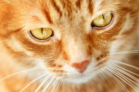 Funny ginger cat`s face close-up, selective focus on yellow eyes, pet backgroundの写真素材