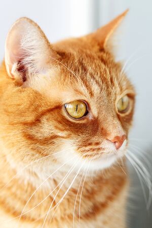 Cute young ginger cat close-up portrait, animal at homeの写真素材