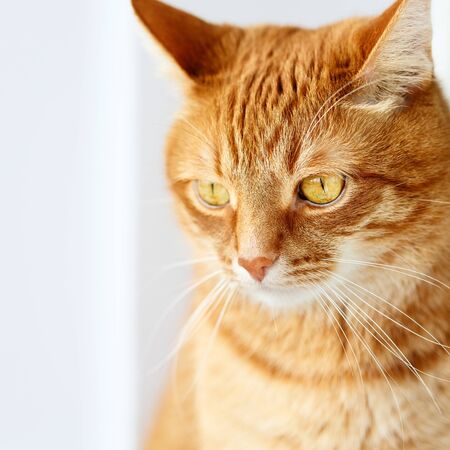 Cute red ginger cat close-up portrait, yellow eyes, selective focusの写真素材