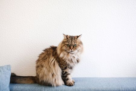 Fluffy beautiful domestic cat with long fur sitting on the sofa against white background staringの写真素材