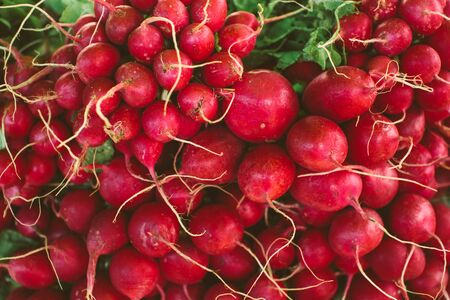 Fresh red radish crop close-up, vegetable background