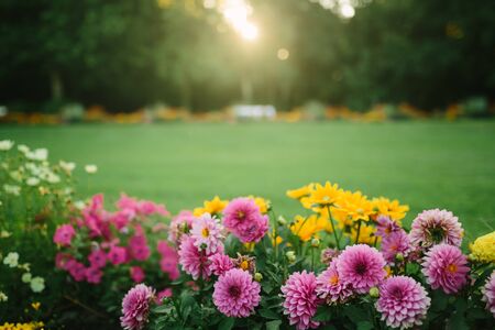 Beautiful flower garden with blooming asters and different flowers in sunlight, landscape design, spring background with copy spaceの写真素材