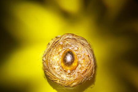 Precious golden egg in the nest with lights over bright green background, easter conceptの写真素材