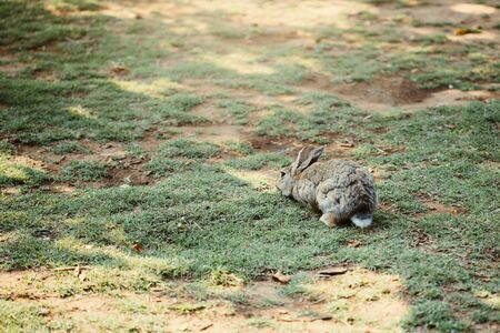 Cute little baby rabbit walking on the meadow eating grass, easter spring backgroundの写真素材