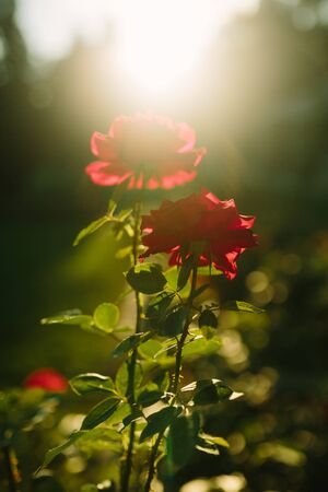 Beautiful red rose flower close-up blooming on bush in the sunset garden, nature spring backgroundの写真素材