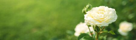 Wonderful white rose flower blooming on bush in the sunset garden, nature spring background with copy spaceの写真素材